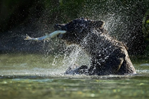 Images Dated 20th August 2010: USA, Alaska, Katmai National Park, Grizzly Bear (Ursus arctos) shaking off water