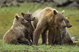 Images Dated 17th August 2010: USA, Alaska, Katmai National Park, Grizzly Bear Sow (Ursus arctos) stands with cubs