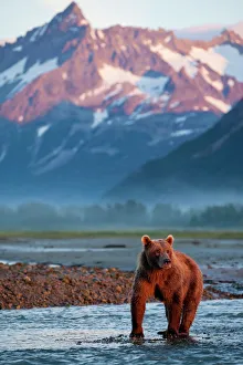 Moody Prints: USA, Alaska, Katmai National Park, Grizzly Bear (Ursus arctos) standing in salmon