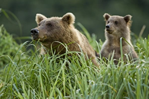 Images Dated 17th August 2010: USA, Alaska, Katmai National Park, Grizzly Bear Sow(Ursus arctos) feeding in meadow