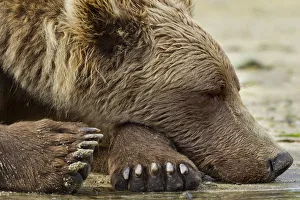 Images Dated 17th August 2010: USA, Alaska, Katmai National Park, Grizzly Bear (Ursus arctos) sleeping along Geographic