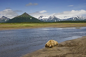 Images Dated 10th July 2008: USA, Alaska, Katmai National Park, Brown bear (Ursus arctos) by stream along Hallo Bay