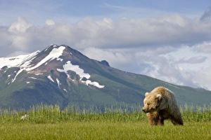 Images Dated 7th July 2008: USA, Alaska, Katmai National Park, Brown Bear (Ursus arctos) feeding on sedge grass