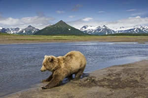 Images Dated 10th July 2008: USA, Alaska, Katmai National Park, Brown Bear (Ursus arctos) stretches after waking