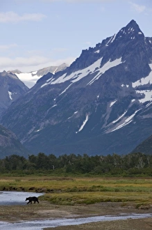 Images Dated 28th August 2008: USA, Alaska, Katmai National Park, Brown Bear (Ursus arctos) walking along river