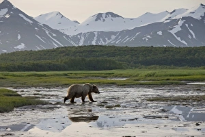 Images Dated 7th July 2008: USA, Alaska, Katmai National Park, Brown Bear (Ursus arctos) walking through shallow