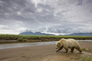 Images Dated 11th July 2008: USA, Alaska, Katmai National Park, Brown Bear (Ursus arctos) walking toward stream