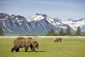 USA, Alaska, Katmai National Park, Brown Bears (Ursus arctos) feeding on sedge grass