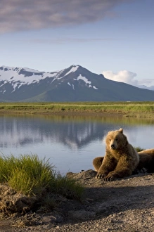 Images Dated 11th July 2008: USA, Alaska, Katmai National Park, Brown Bears (Ursus arctos) resting along river