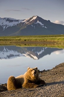 Images Dated 11th July 2008: USA, Alaska, Katmai National Park, Brown Bears (Ursus arctos) resting along river