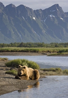 Images Dated 11th July 2008: USA, Alaska, Katmai National Park, Brown Bears (Ursus arctos) resting by stream along
