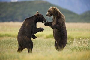 USA, Alaska, Katmai National Park, Brown Bears (Ursus arctos) sparring along Kukak