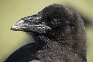 Images Dated 10th July 2008: USA, Alaska, Katmai National Park, Common Raven (Corvus corax) at rest in meadow