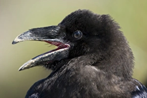 Images Dated 10th July 2008: USA, Alaska, Katmai National Park, Common Raven (Corvus corax) calling while at rest