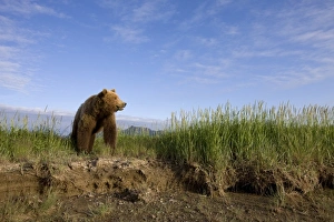 Images Dated 11th July 2008: USA, Alaska, Katmai National Park, Brown Bears (Ursus arctos) walking along Hallo