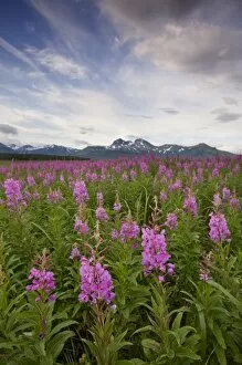 Images Dated 25th August 2008: USA, Alaska, Katmai National Park, Fireweed (Epilobium angusCR2olium) in meadow along