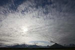 Images Dated 11th July 2008: USA, Alaska, Katmai National Park, Hallo Bay, Grizzly Bear (Ursus arctos)