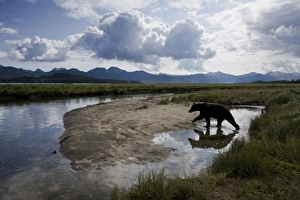 USA, Alaska, Katmai National Park, Kukak Bay, Brown Bear (Ursus arctos)
