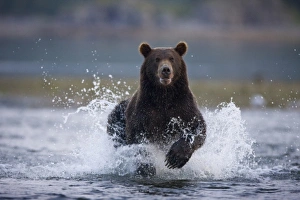 Images Dated 28th August 2008: USA, Alaska, Katmai National Park, Kukak Bay, Brown Bear (Ursus arctos)