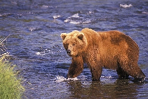 USA, Alaska, Katmai National Park, Brooks Fall. Brown bear (Ursus arctos)