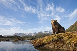 Images Dated 27th September 2010: USA, Alaska, Katmai National Park, Young Adult Female Coastal Brown Bear (Ursus arctos)
