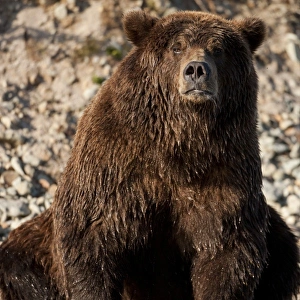 Images Dated 26th September 2010: USA, Alaska, Katmai National Park, Close-up portrait of adult male Coastal Brown Bear