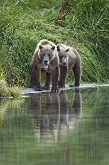 Images Dated 20th August 2010: USA, Alaska, Katmai National Park, Grizzly Bear Sow and Cub (Ursus arctos) along