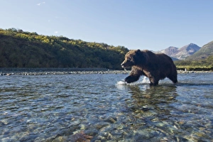 Images Dated 24th September 2010: USA, Alaska, Katmai National Park, Grizzly Bear (Ursus arctos) walking through salmon