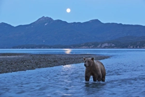 Images Dated 24th August 2010: USA, Alaska, Katmai National Park, Grizzly Bear (Ursus arctos) stands in salmon stream
