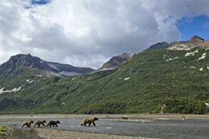 Images Dated 17th August 2010: USA, Alaska, Katmai National Park, Grizzly Bear Sow (Ursus arctos) walks with three