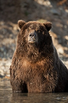 Images Dated 26th September 2010: USA, Alaska, Katmai National Park, Adult male Coastal Brown Bear (Ursus arctos) sitting