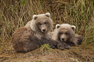 USA, Alaska, Katmai National Park, Grizzly Bear Spring Cubs (Ursus arctos) resting
