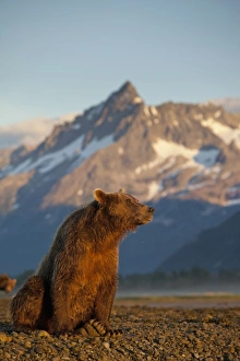 USA, Alaska, Katmai National Park, Grizzly Bear (Ursus arctos) resting along tidal