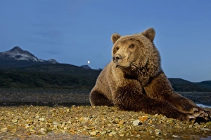 Images Dated 18th September 2010: USA, Alaska, Katmai National Park, Flash-lit portrait of young female Grizzly Bear
