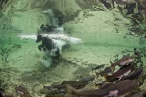 Images Dated 21st August 2010: USA, Alaska, Katmai National Park, Underwater view of Grizzly Bear (Ursus arctos)