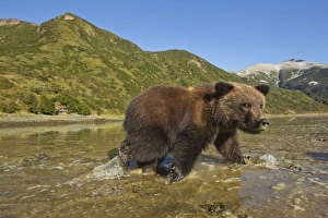 Images Dated 26th September 2010: USA, Alaska, Katmai National Park, Grizzly Bear Spring Cub (Ursus arctos) walking