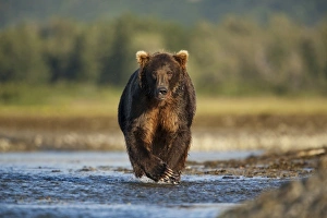 Images Dated 24th August 2010: USA, Alaska, Katmai National Park, Grizzly Bear (Ursus arctos) walking along salmon