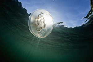 Images Dated 23rd August 2010: USA, Alaska, Katmai National Park, Underwater view of Moon Jellyfish (Aurelia aurita)