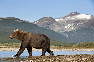 Images Dated 24th August 2010: USA, Alaska, Katmai National Park, Grizzly Bear (Ursus arctos) walking along salmon