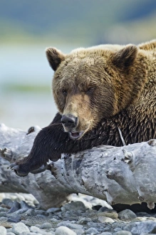 Images Dated 27th August 2010: USA, Alaska, Katmai National Park, Grizzly Bear (Ursus arctos) resting on old tree