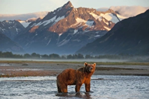 Images Dated 25th August 2010: USA, Alaska, Katmai National Park, Grizzly Bear (Ursus arctos) standing in salmon