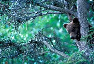 USA, Alaska, Katmai NP, Grizzly Bear cub (Ursus arctos) rests in black spruce tree