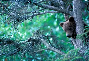 Rest Prints: USA, Alaska, Katmai NP, Grizzly Bear cub (Ursus arctos) rests in black spruce tree