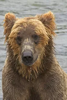 USA, North America, Alaska Gallery: USA, Alaska, Katmai. Wet grizzly bear face