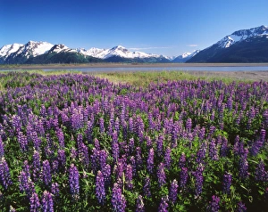 Flowerbed Prints: USA, Alaska, Kenai National Wildlife Refuge, Lupines in bloom and the Kenai Mountains