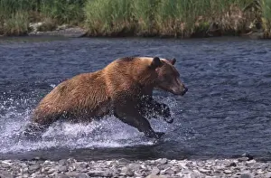Grizzly Prints: USA, Alaska, Kenai Peninsula. Alaskan brown bear (Ursus arctos) fishing for salmon