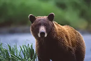 Images Dated 11th August 2009: USA, Alaska, Kenai Peninsula. Alaskan brown bear (Ursus arctos) looking at photographer