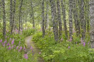 Hike Prints: USA, Alaska, Kenai Peninsula. Trail through birch forest and fireweed. Credit as
