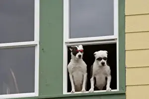 Images Dated 30th August 2008: USA, Alaska, Ketchikan. Two dogs in a window sporting sunglasses. Credit as: Don