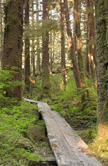 Images Dated 23rd August 2006: USA, Alaska, Ketchikan, Naha Lagoon trail